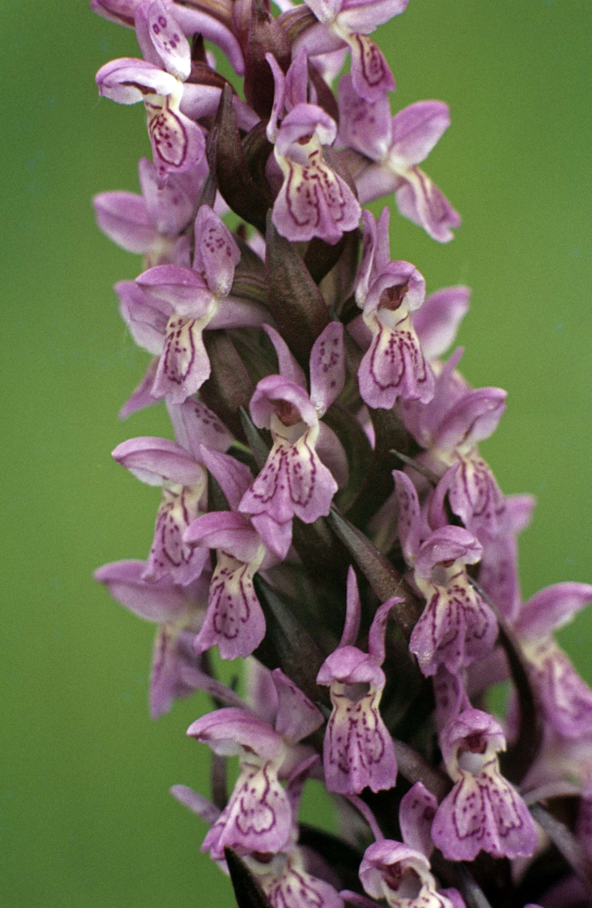 Dactylorhiza incarnata (L.) Soó resmi