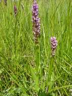 Dactylorhiza incarnata (L.) Soó resmi