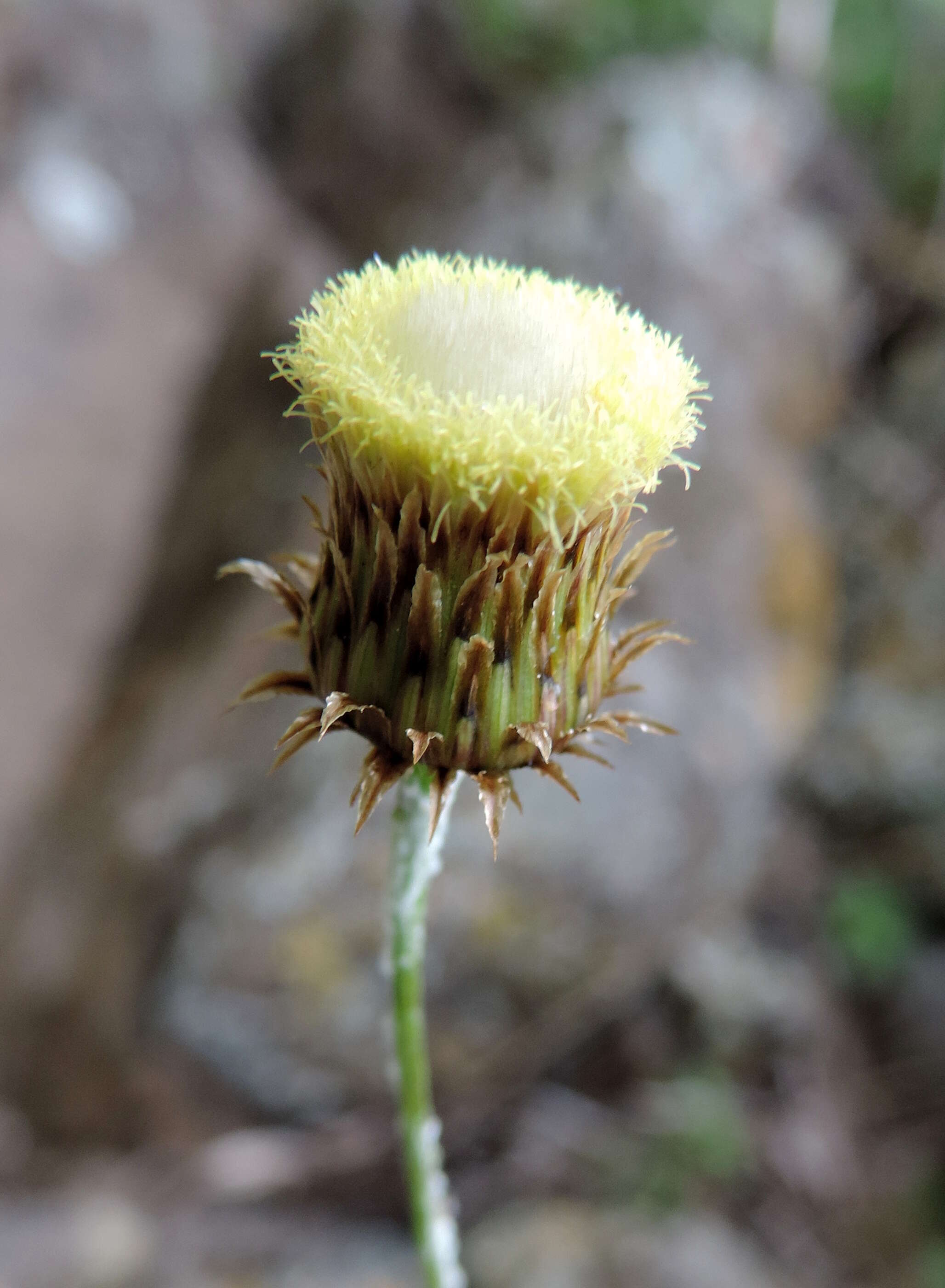 Image of Phagnalon saxatile (L.) Cass.