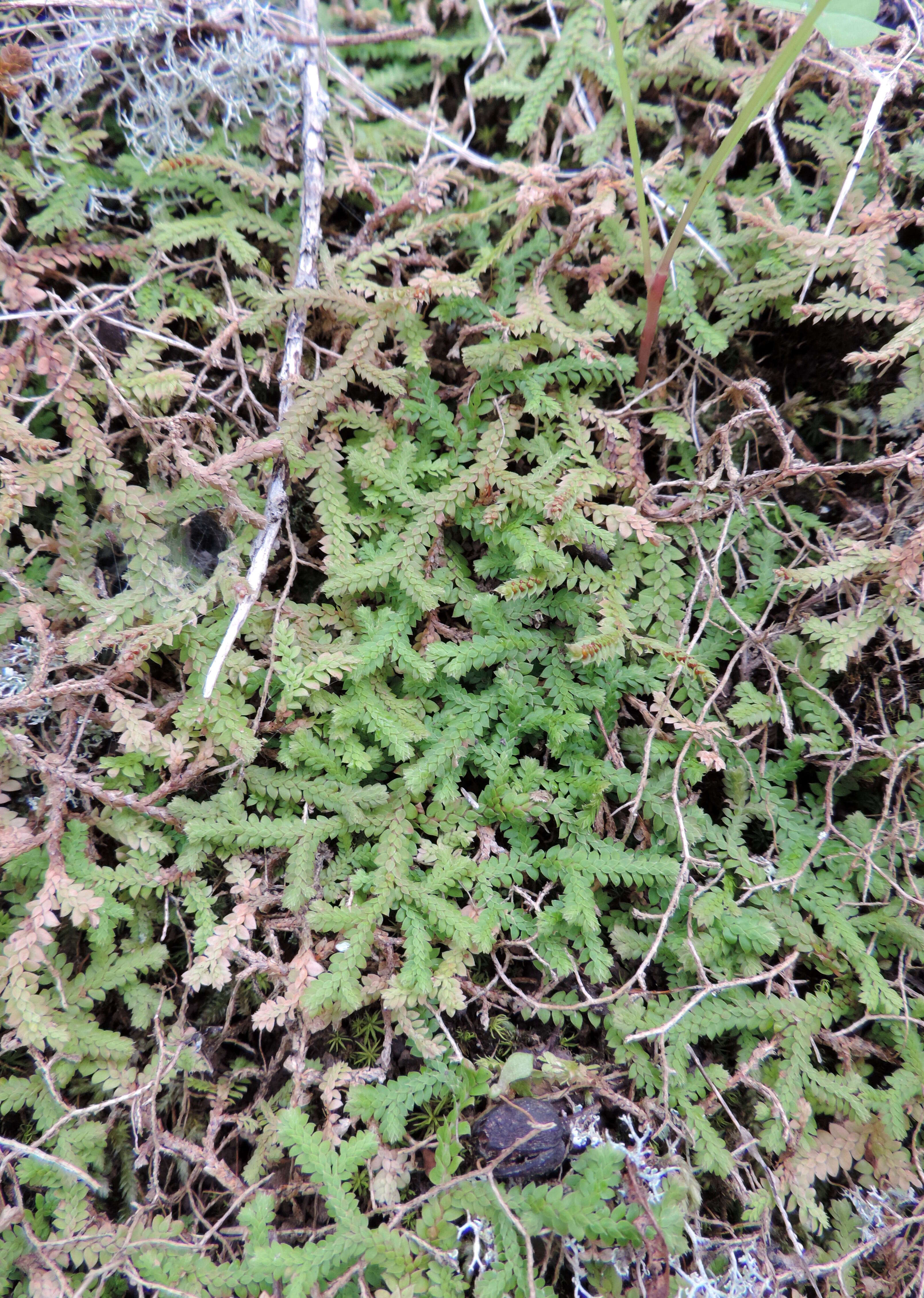 Imagem de Selaginella denticulata (L.) Spring