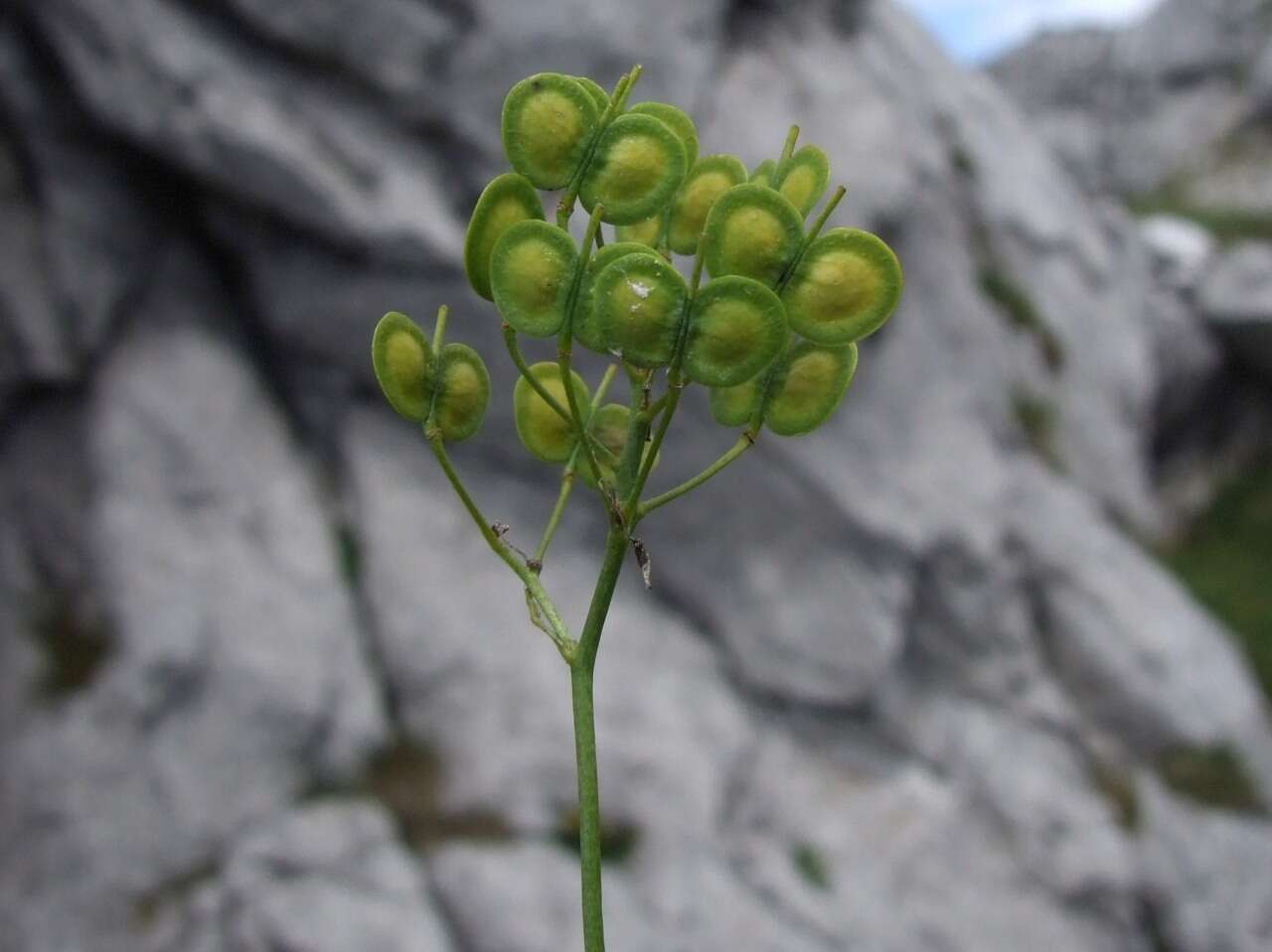 Image of Buckler Mustard