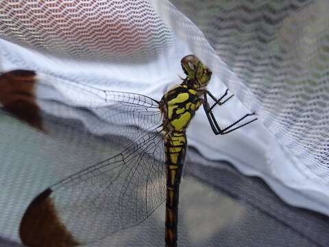 Image of <i>Sympetrum baccha matutinum</i>