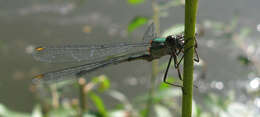 Image of Chalcolestes Kennedy 1920