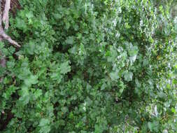 Image of Ribes magellanicum Poir.