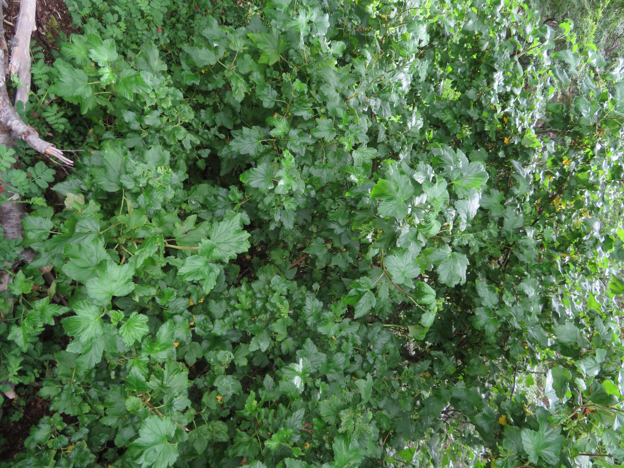 Image of Ribes magellanicum Poir.