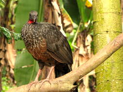 Image of Spix's Guan