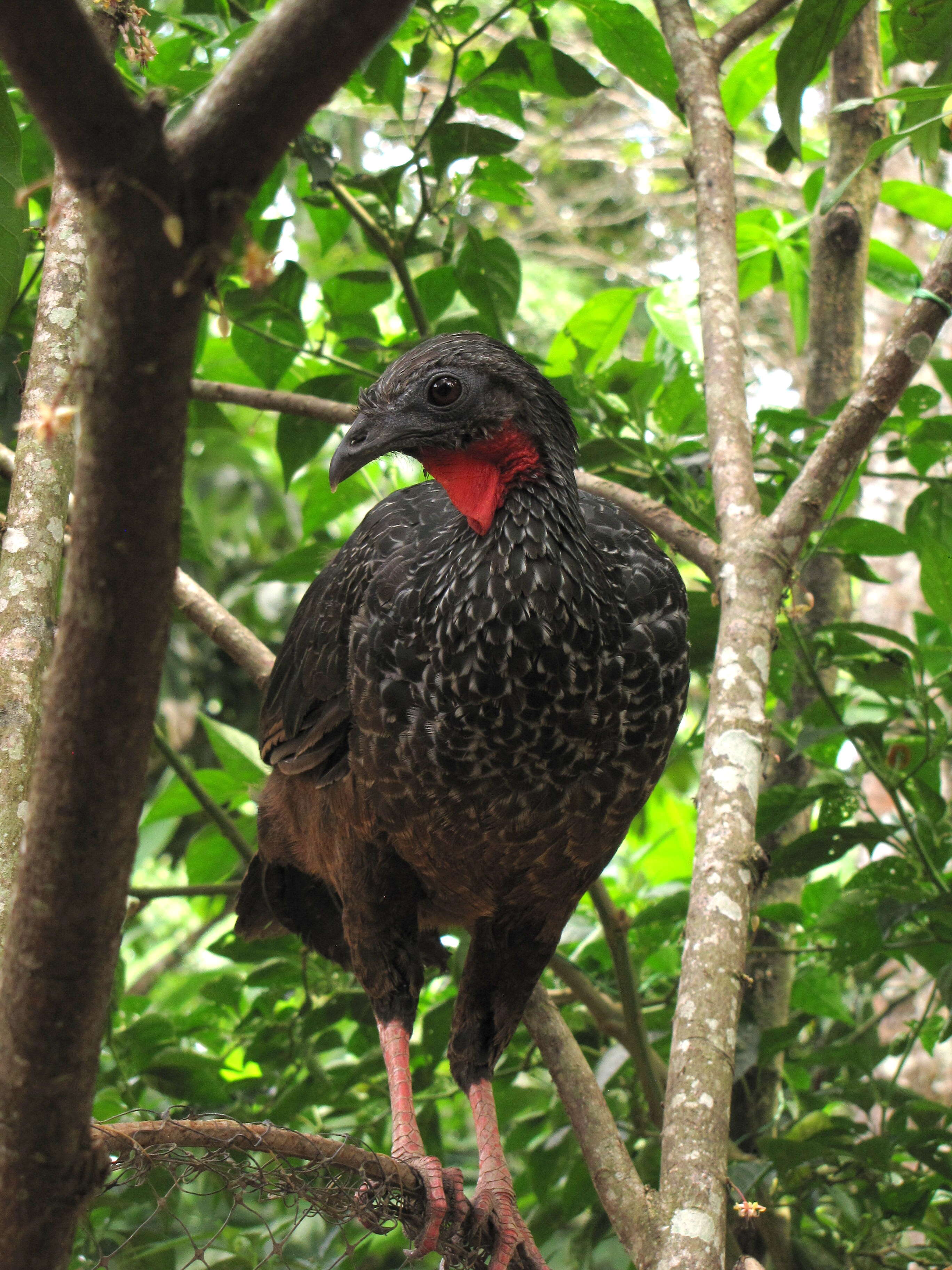 Image of Spix's Guan