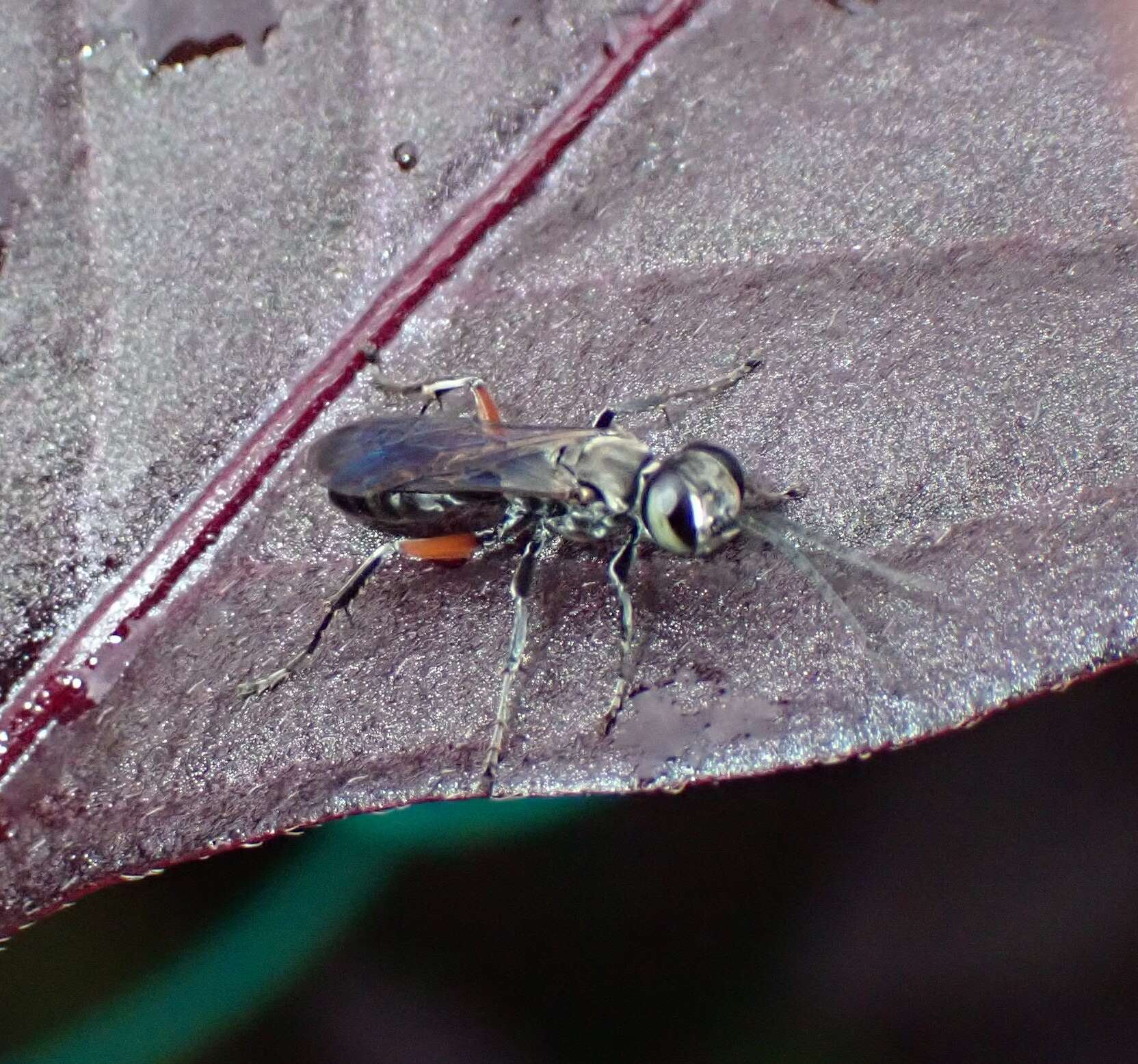 Image of Crabronid wasp