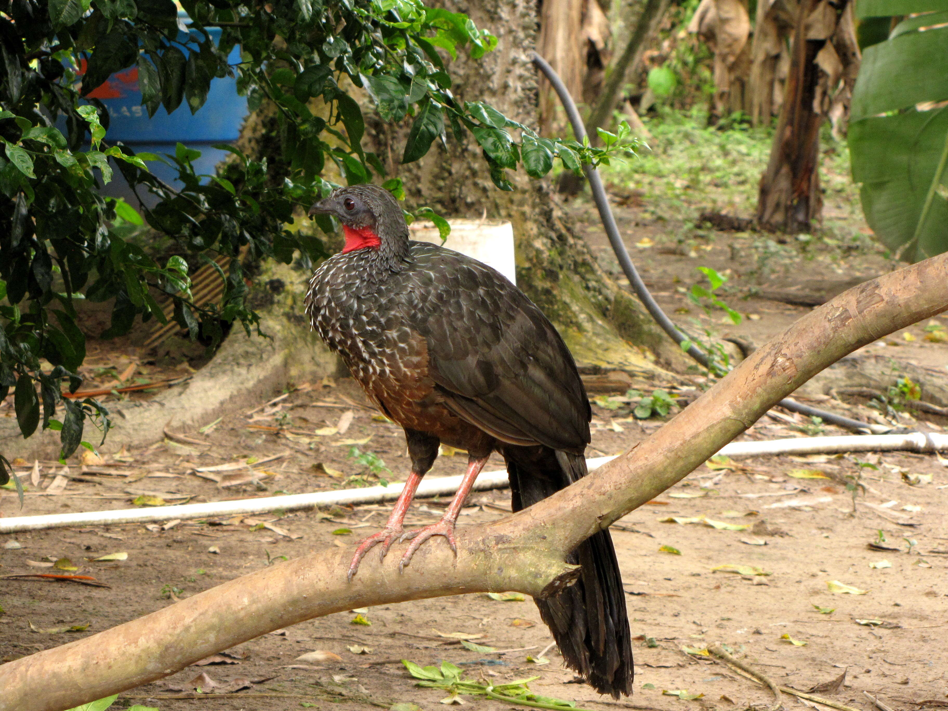 Image of Spix's Guan