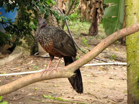 Image of Spix's Guan