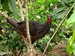 Image of Spix's Guan