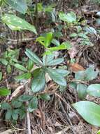 Image of Climbing Fetterbush