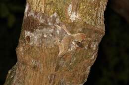 Image of Mossy prehensile-tailed gecko