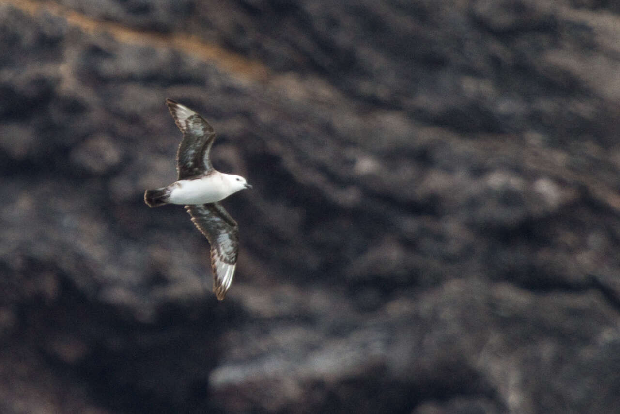 Image of Kermadec Petrel