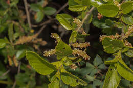 Image de Acalypha aronioides Pax & K. Hoffm.