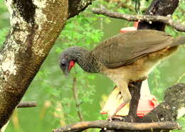 Image of Colombian Chachalaca
