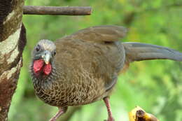 Image of Colombian Chachalaca