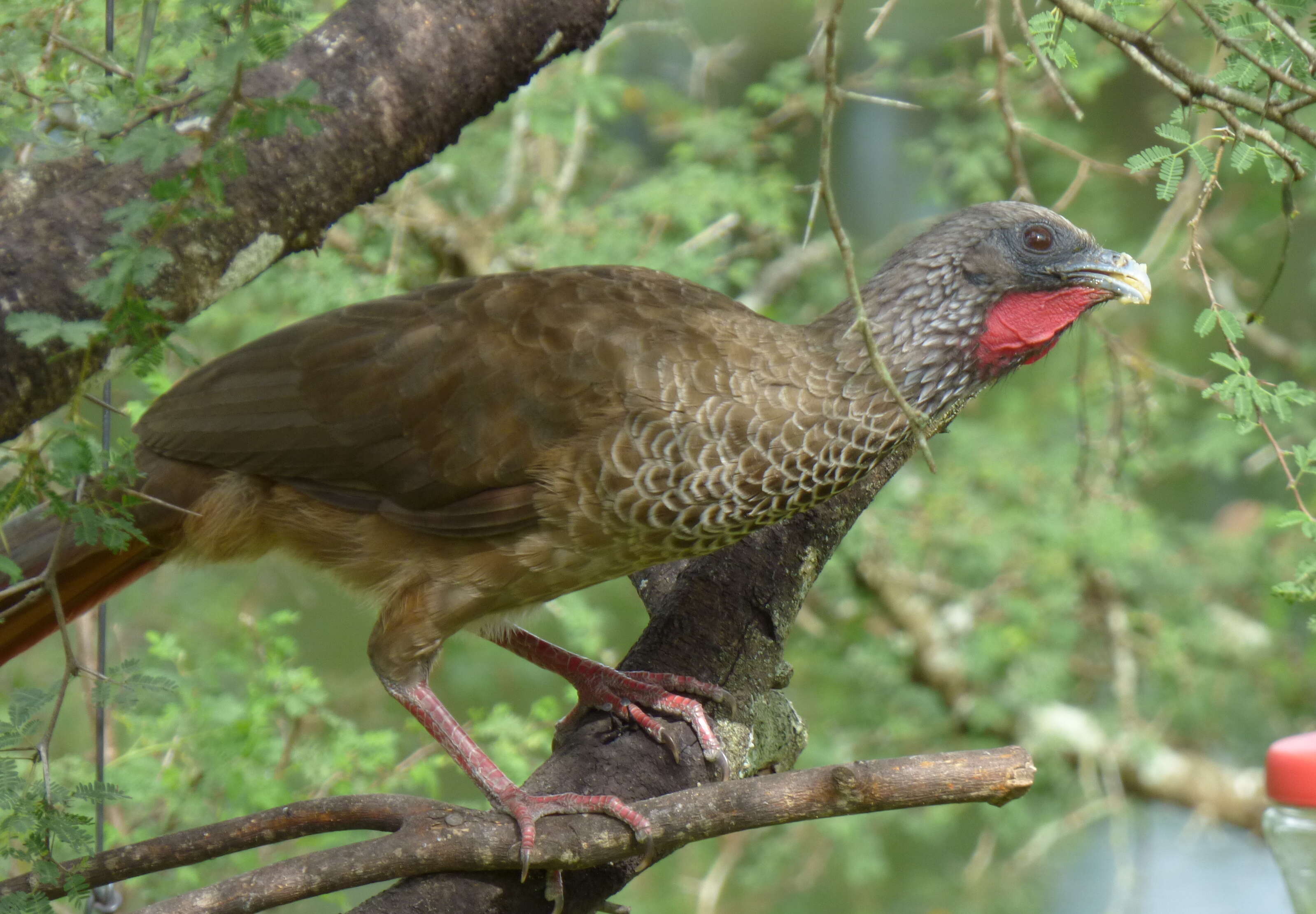 Image of Colombian Chachalaca