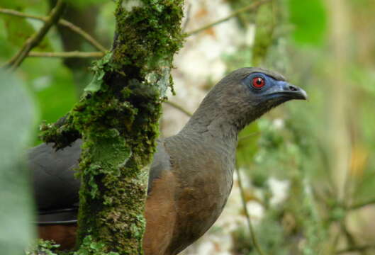 Image of Sickle-winged Guan