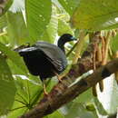 Image of Wattled Guan