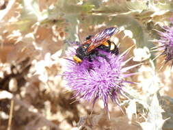 Image of Megascolia bidens (Linnaeus 1767)