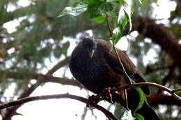 Image of Andean Guan