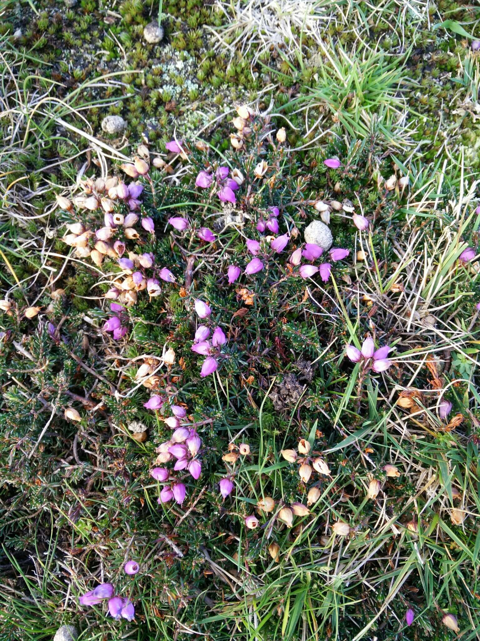 Image of Bell Heather