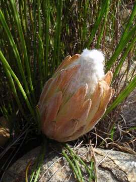 Image of Protea scorzonerifolia (Salisb. ex Knight) Rycroft