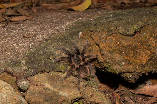 Image of Tliltocatl albopilosus