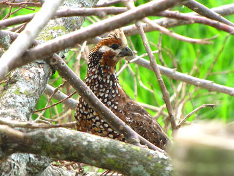 Image of Crested Bobwhite