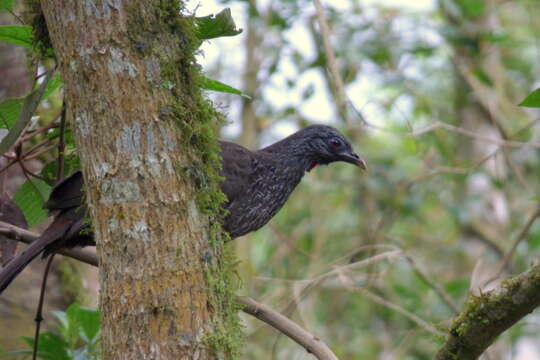 Image of Andean Guan