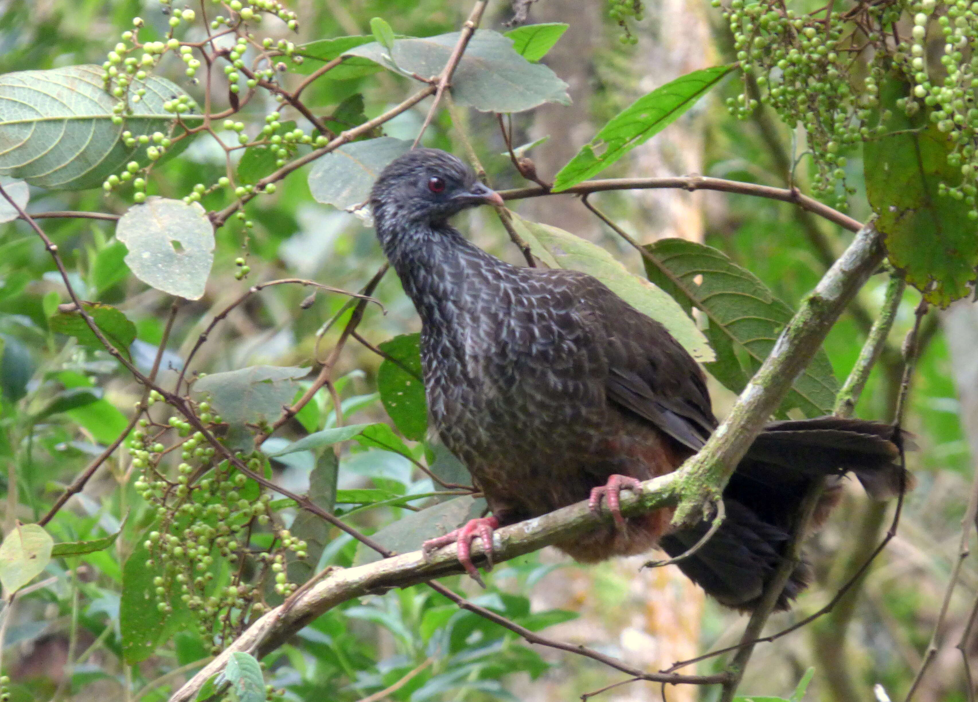 Image of Andean Guan