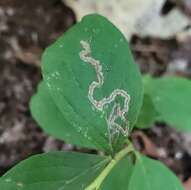 Sivun Stigmella corylifoliella (Clemens 1861) Wilkinson et al. 1979 kuva