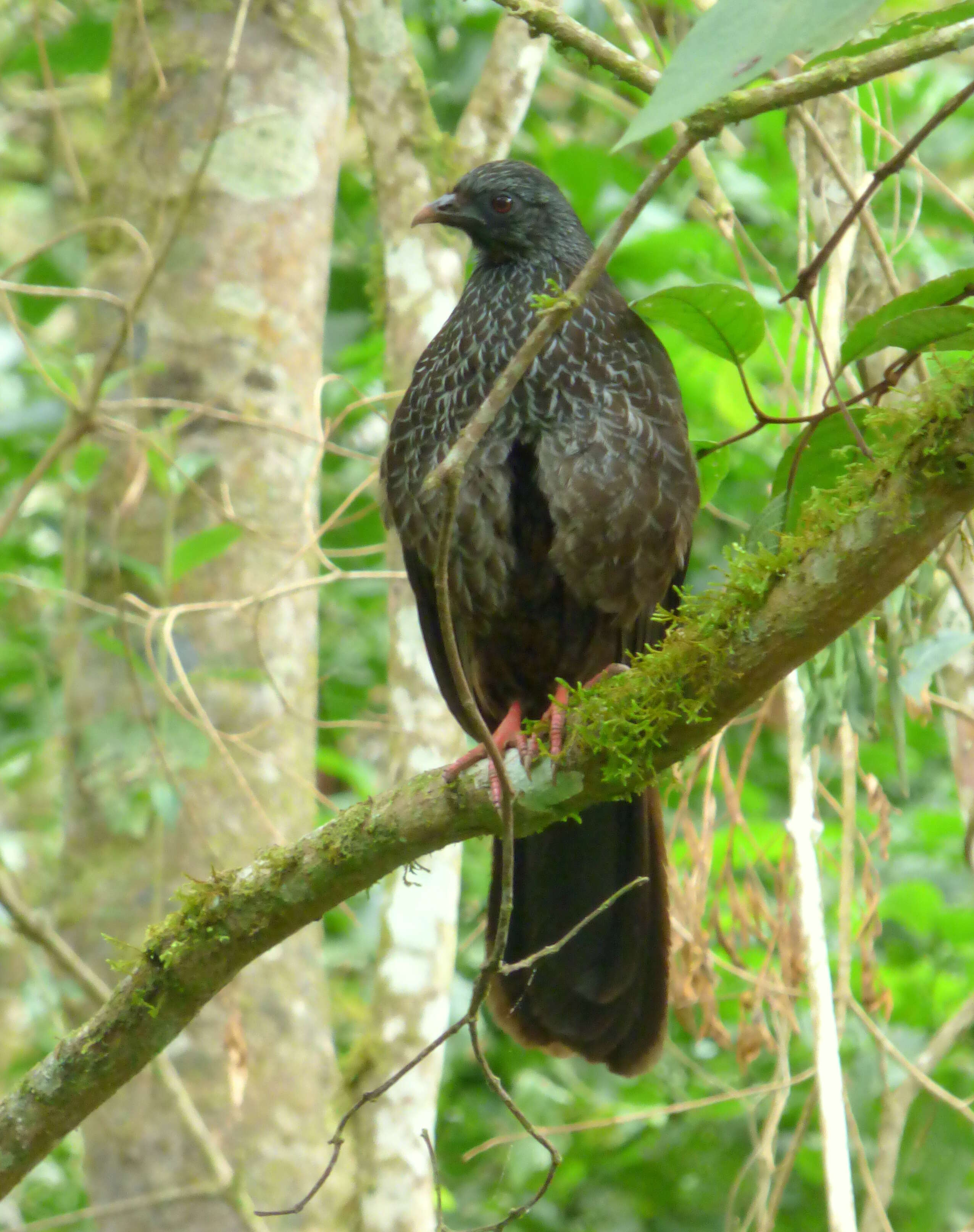 Image of Andean Guan