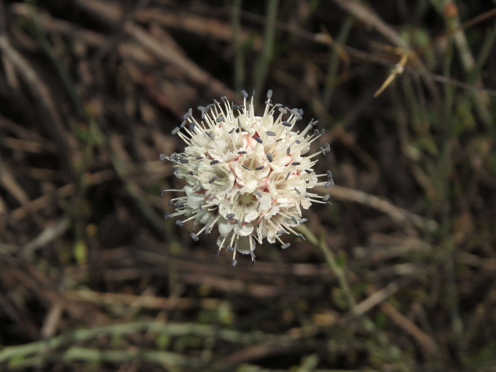 Sivun Malesherbia fasciculata D. Don kuva