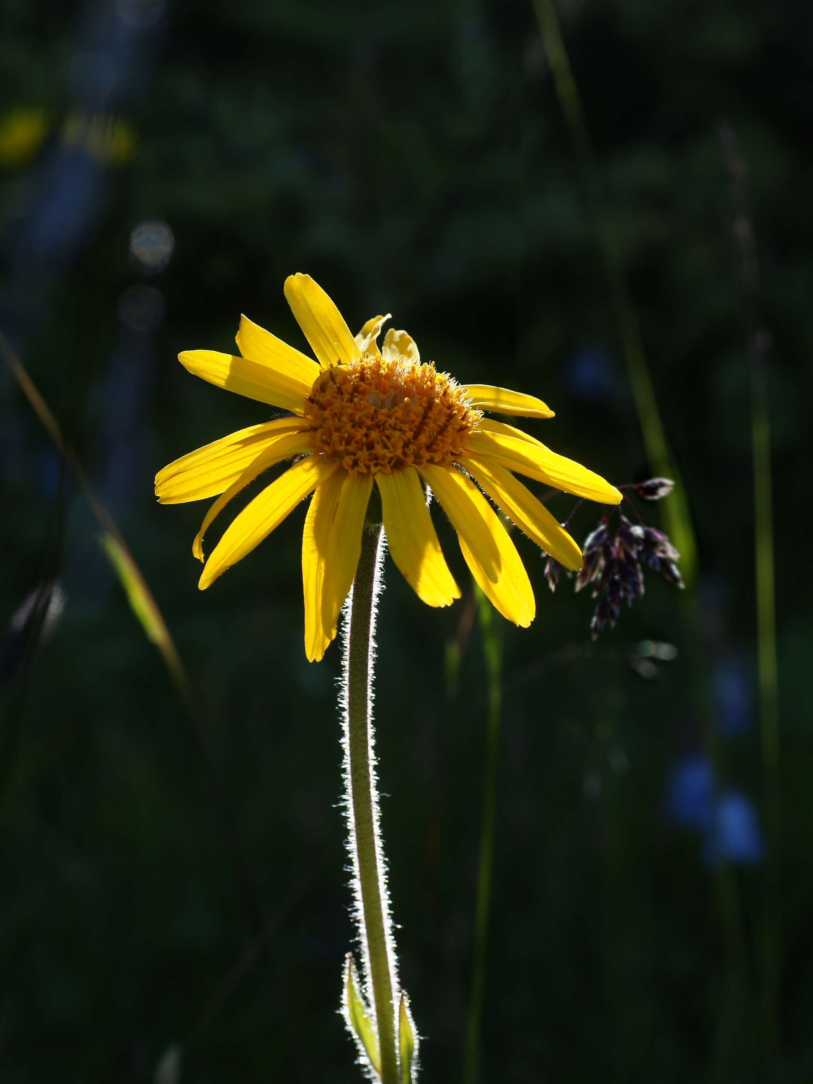 Image of mountain arnica