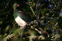 Image of Kererū