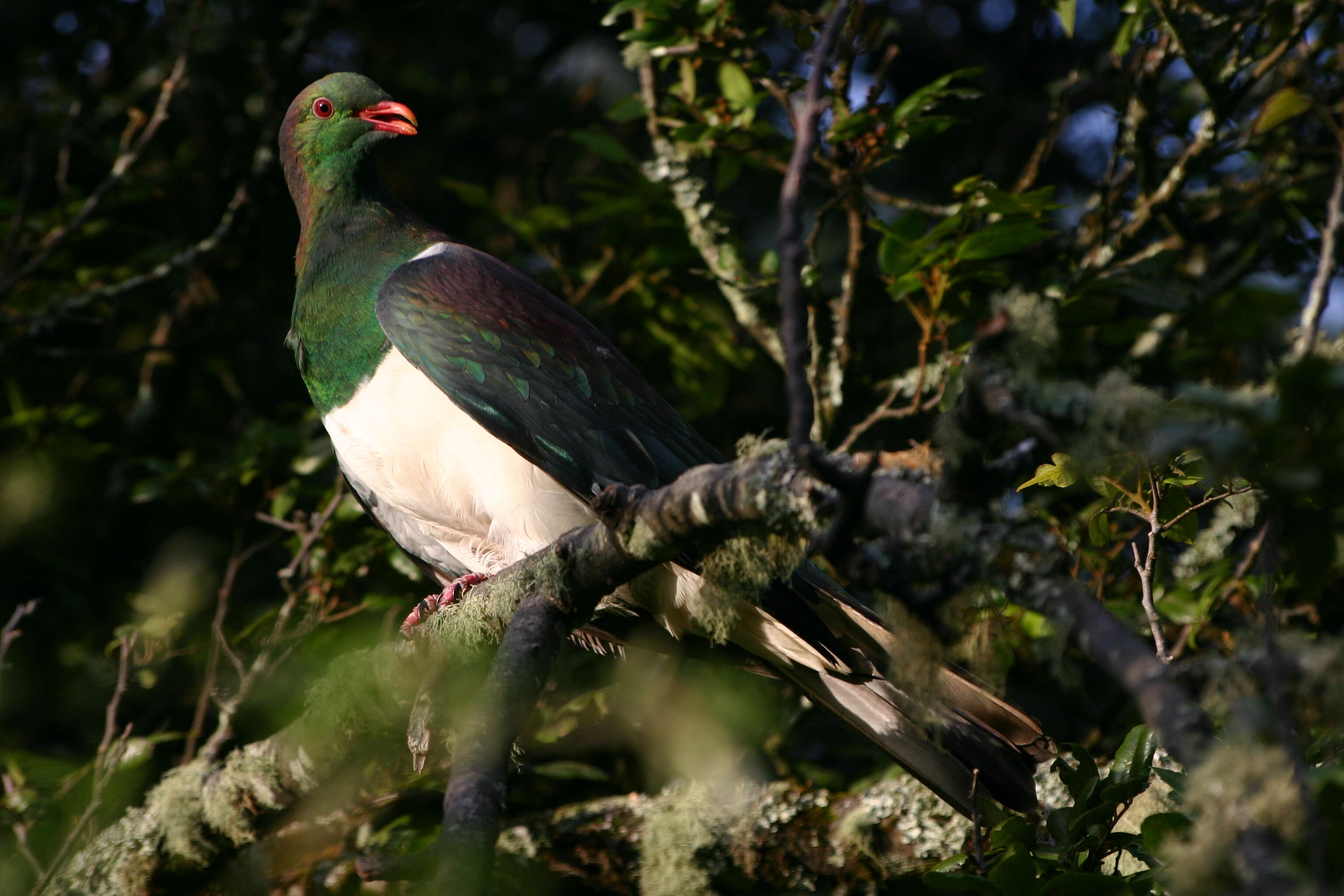 Image of Kererū