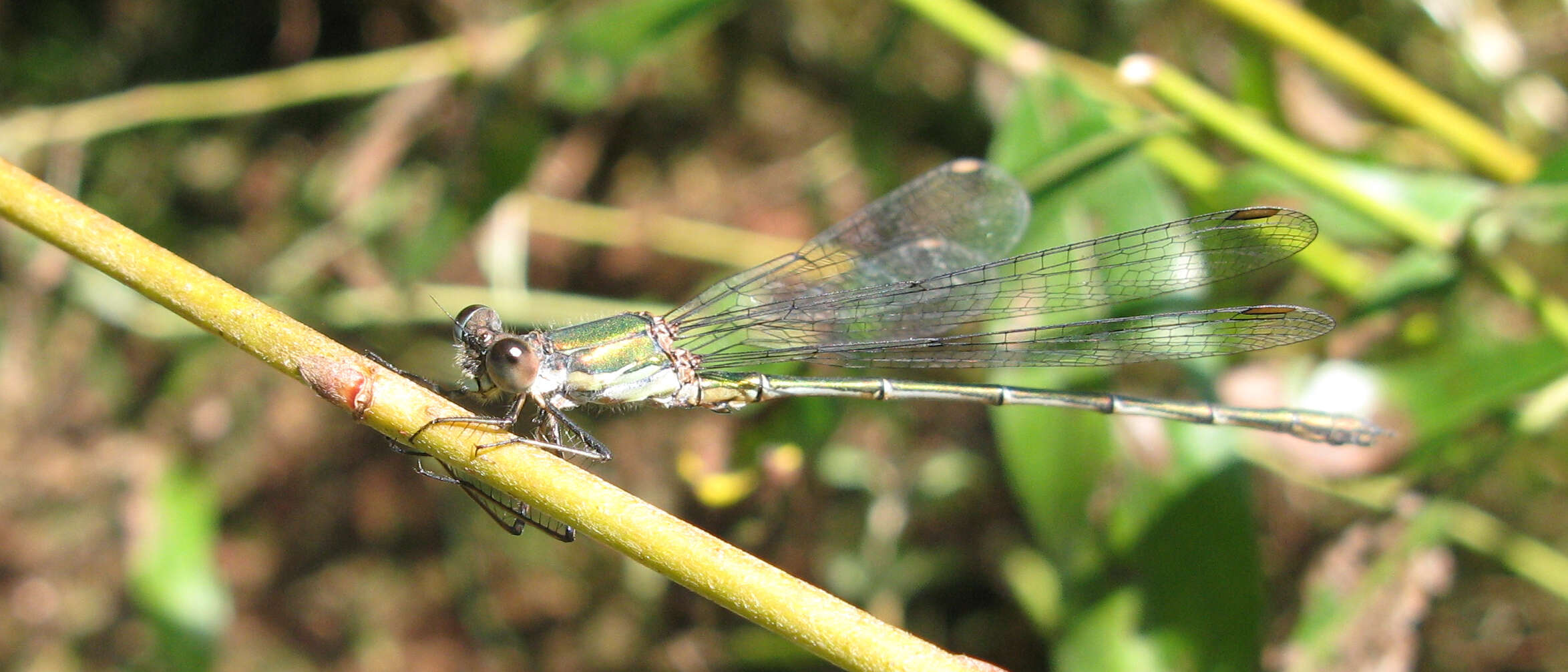 Image of Chalcolestes Kennedy 1920