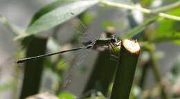 Image of Chalcolestes Kennedy 1920