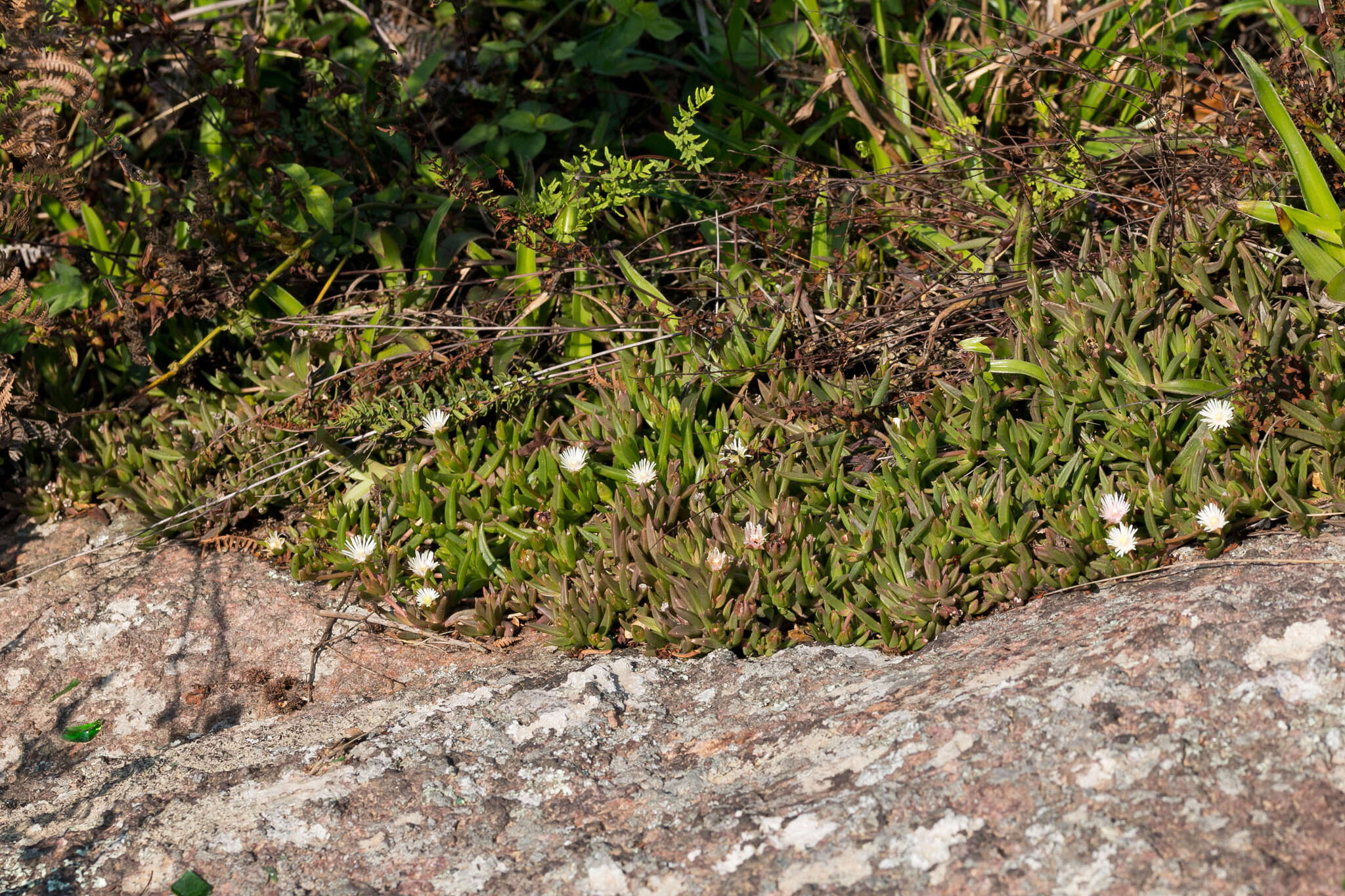 Image of Delosperma lineare L. Bol.