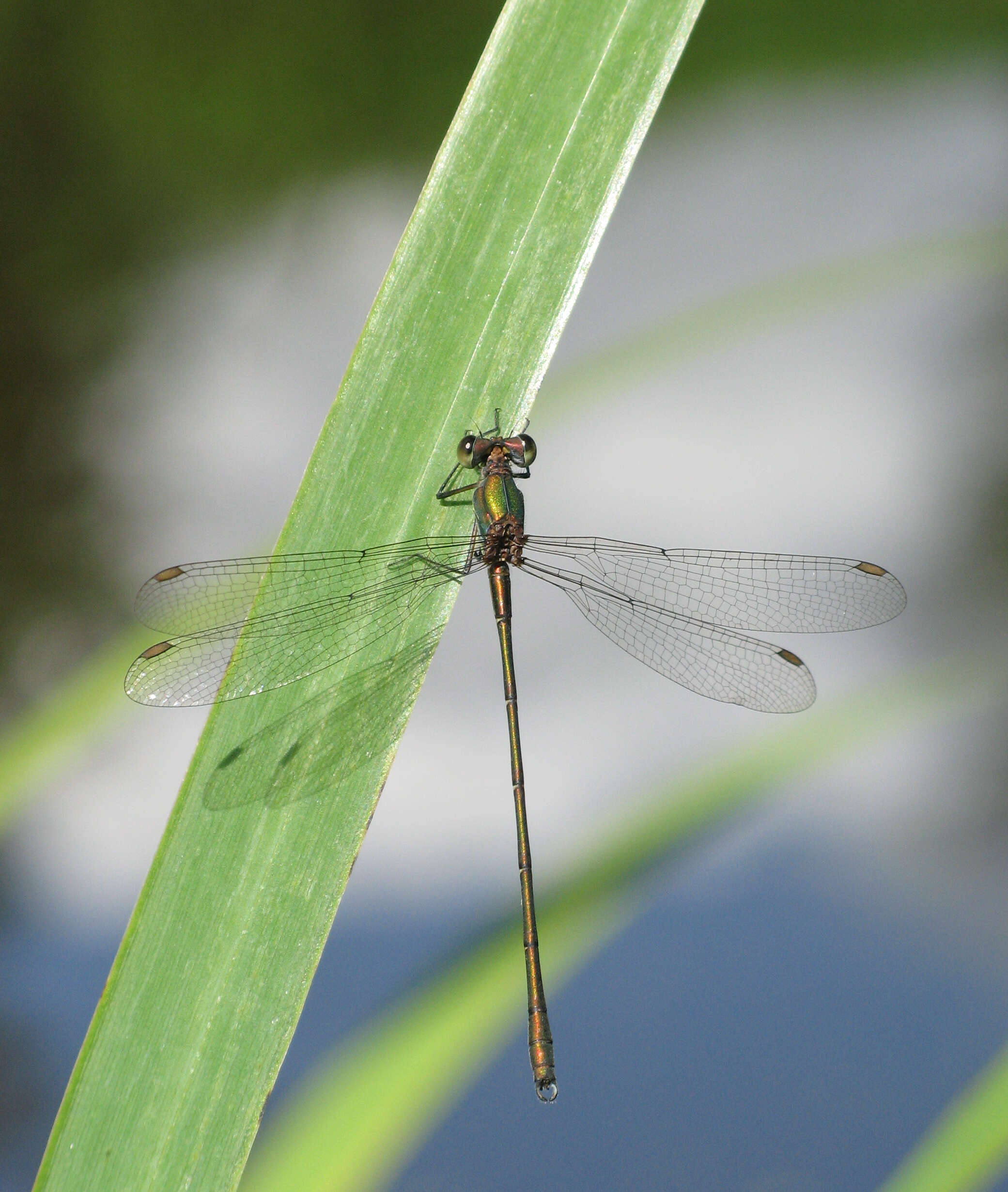 Image of Chalcolestes Kennedy 1920