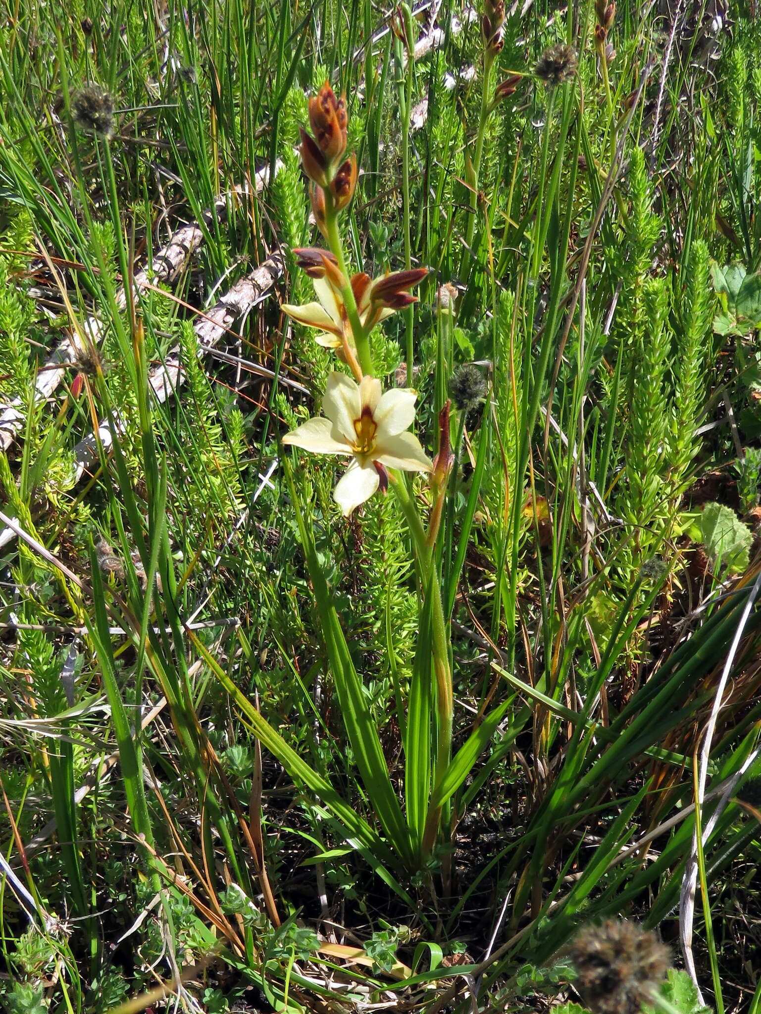 Image of Wachendorfia brachyandra W. F. Barker