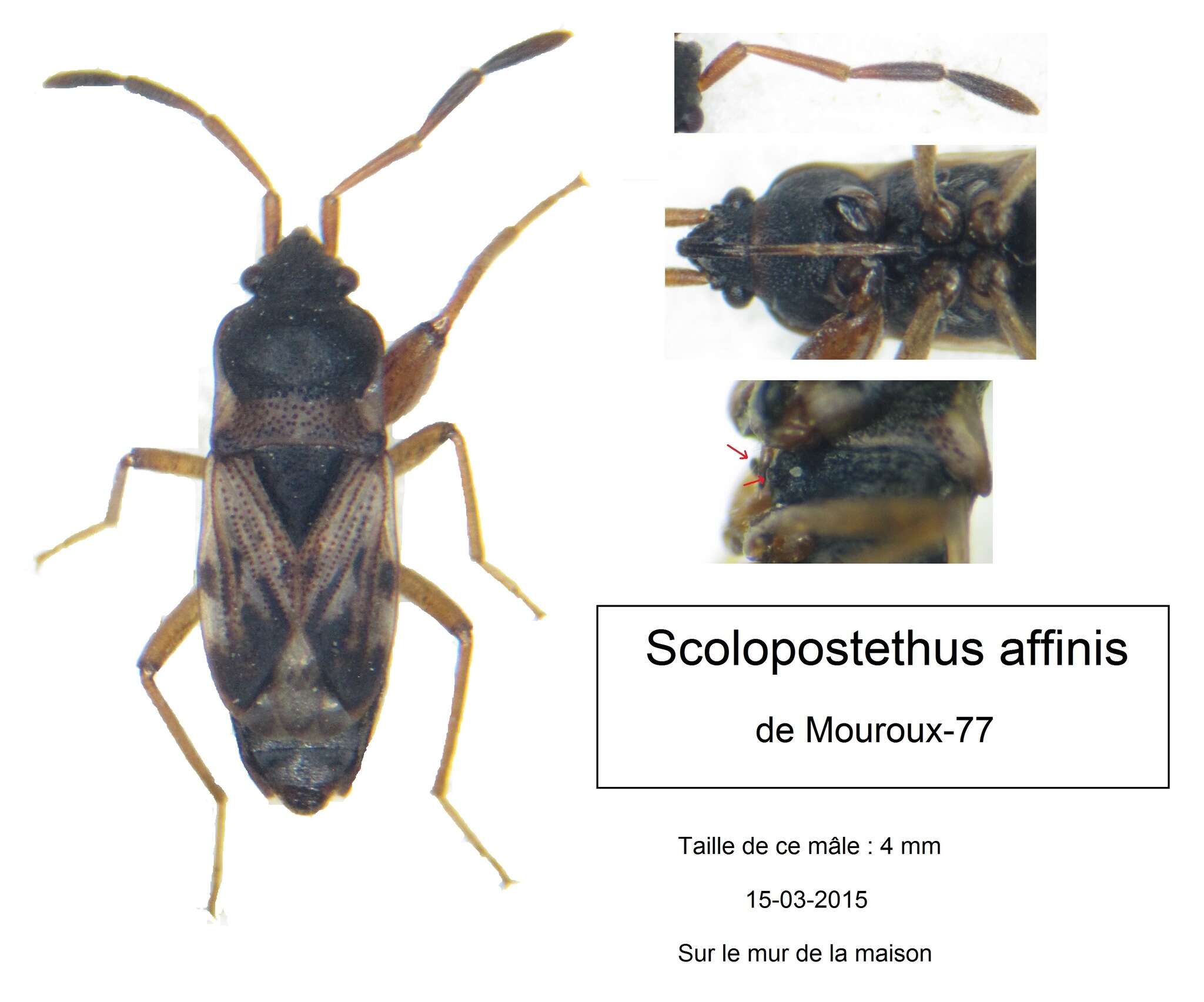 Image de Scolopostethus affinis (Schilling 1829)