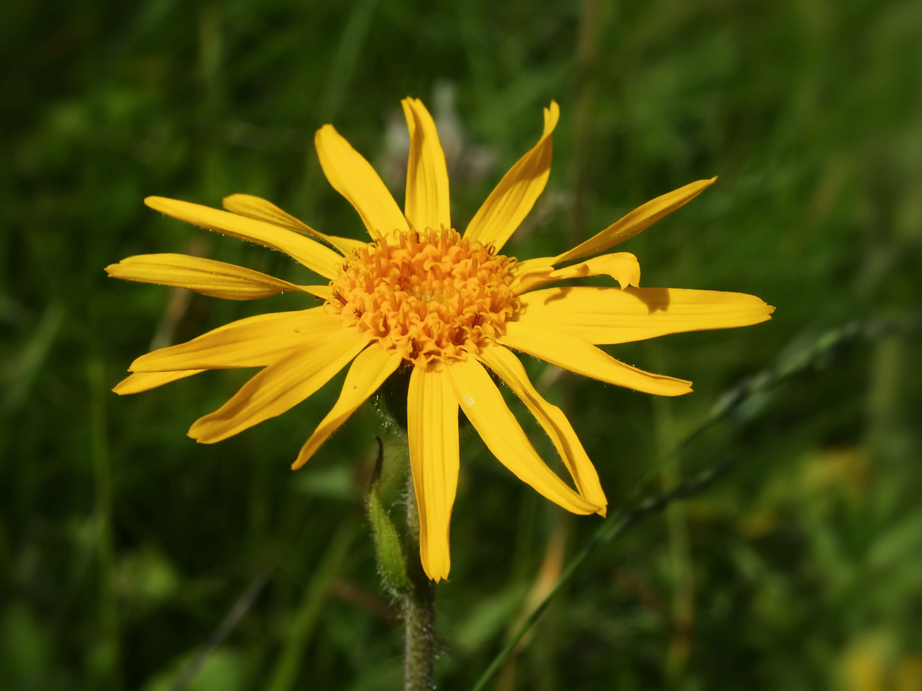 Image of mountain arnica