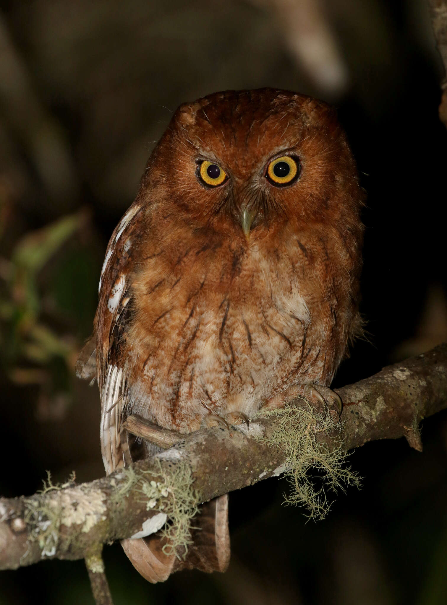 Image of Santa Marta Screech Owl