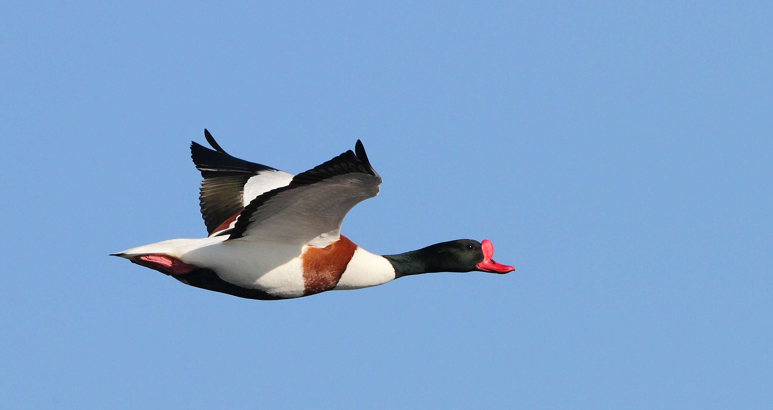 Image of shelduck, common shelduck