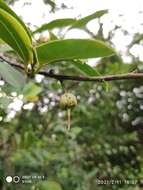 Image of Adinandra dumosa Jack