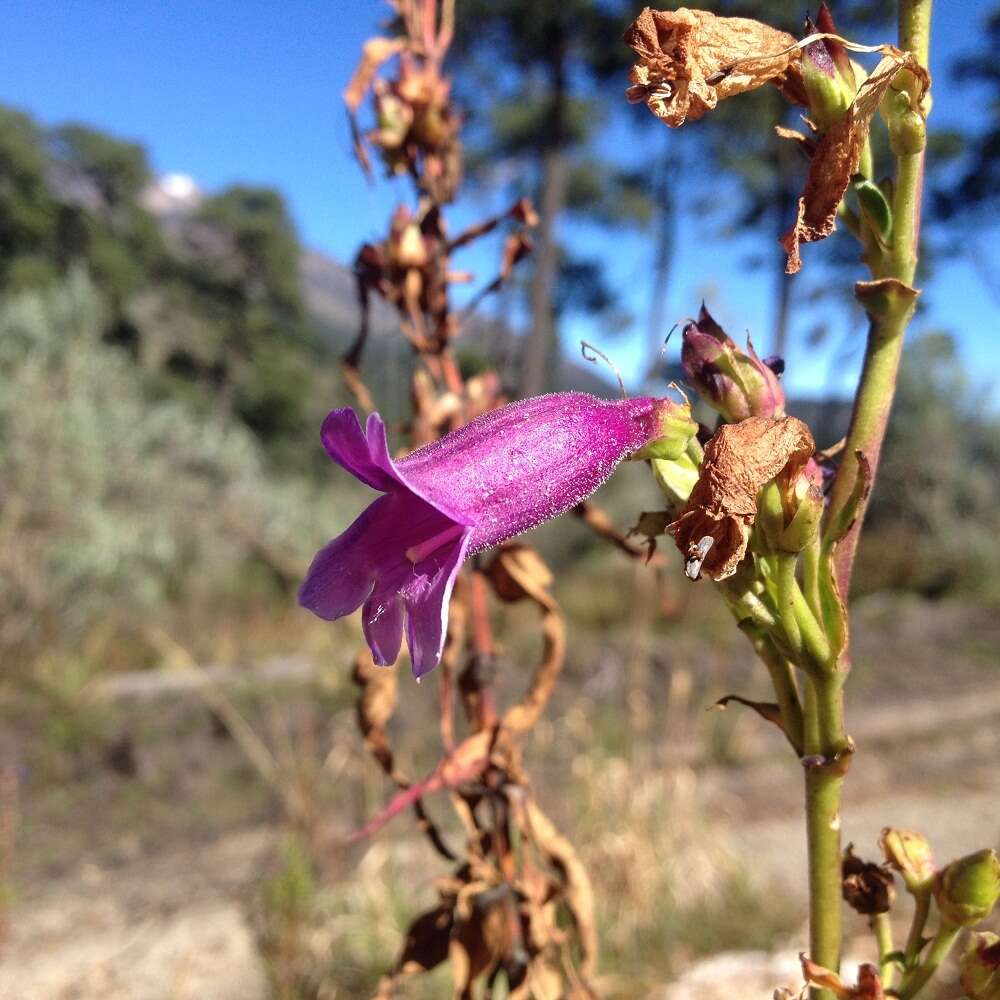 Penstemon gentianoides (Kunth) Poir.的圖片