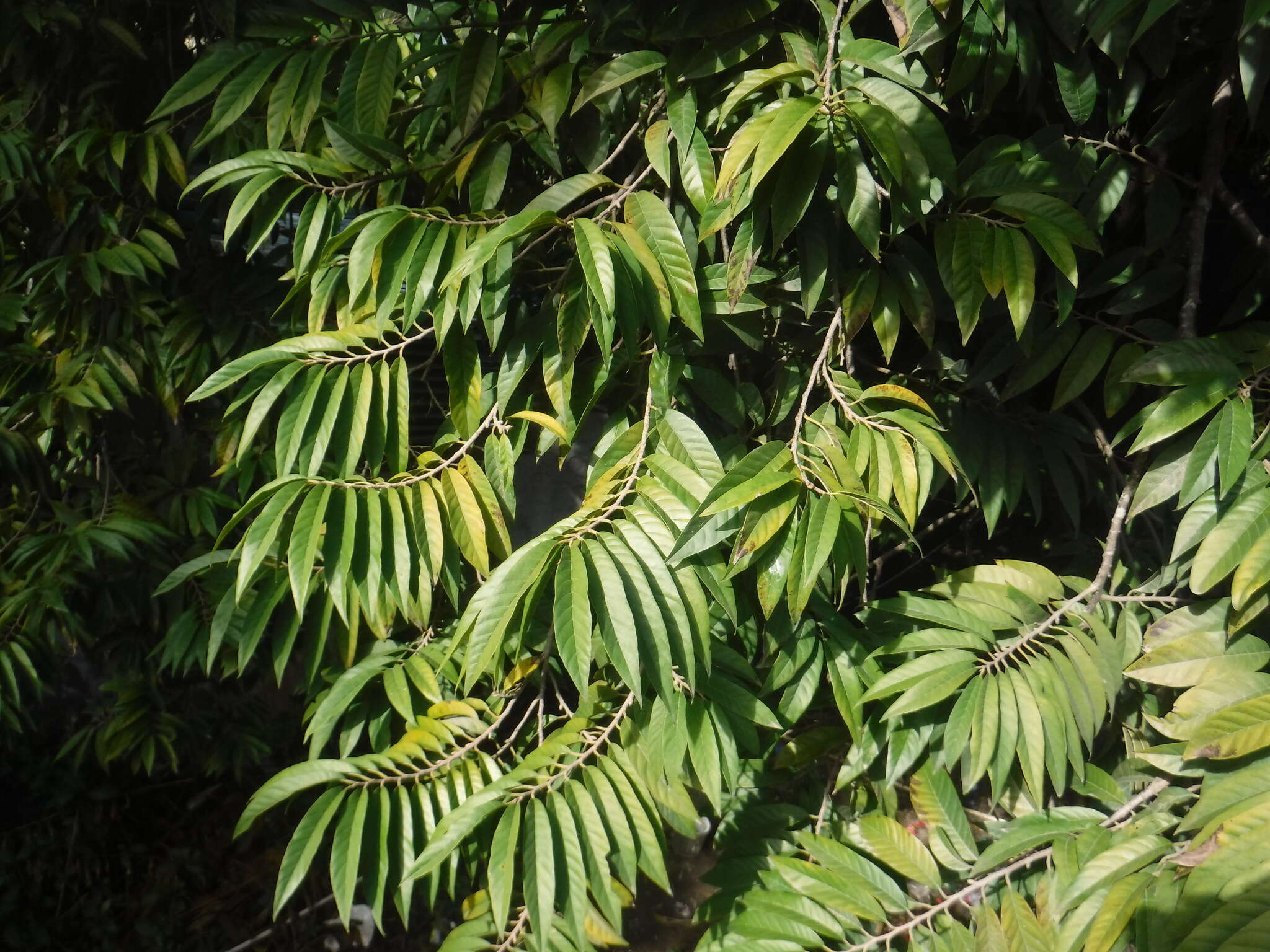 Слика од Annona reticulata L.